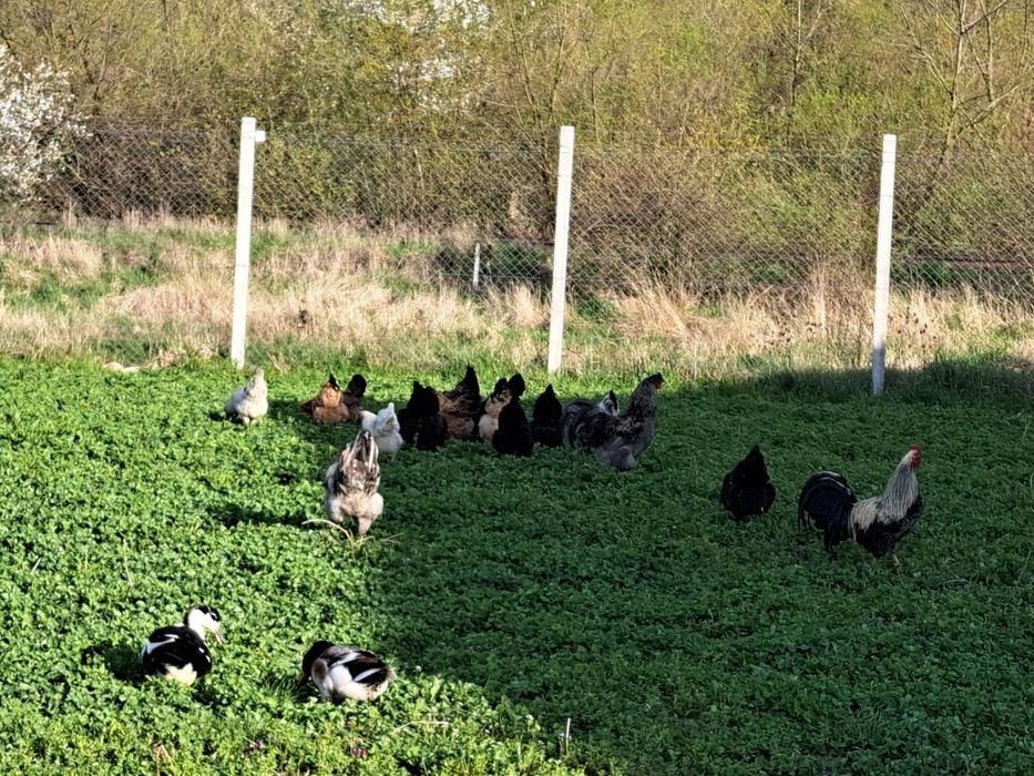Rațe si  găini crescute în libertate