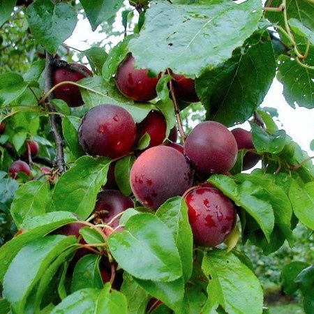 Cais ( Soiul Cais-cireș Aprikyra )