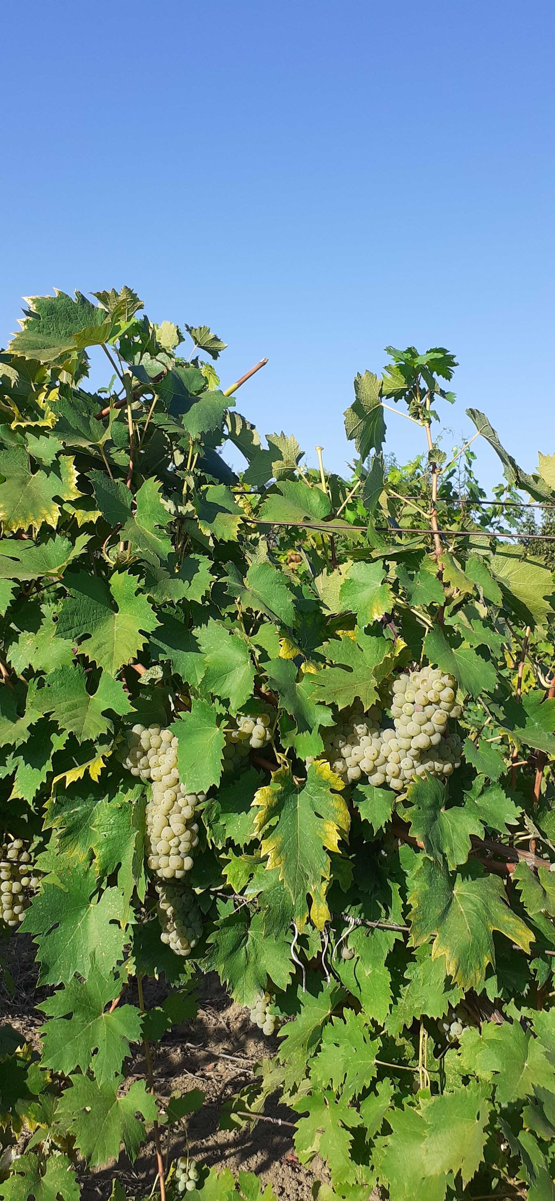 Vand struguri de vin excelenti