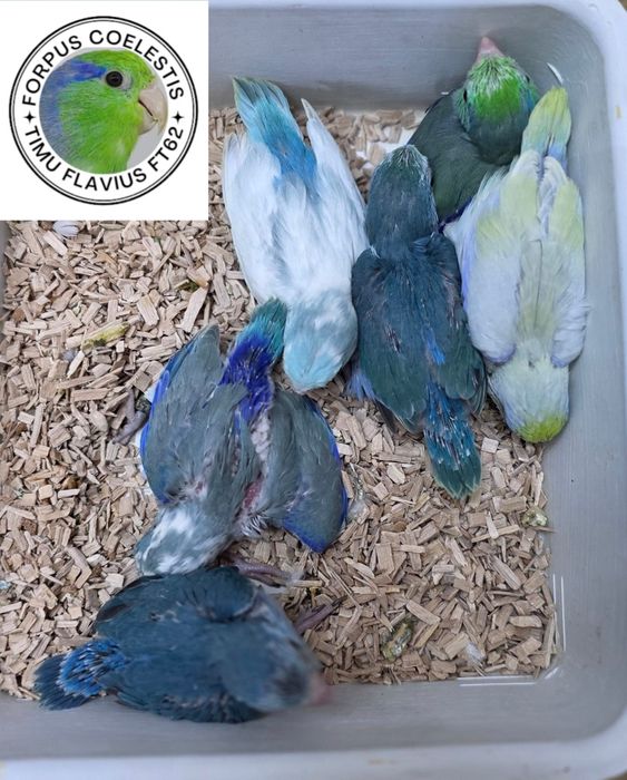 Papagali forpus coelestis
