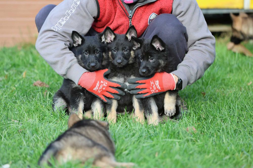 Ciobanesc German canisa autorizata Dogisland monta externa