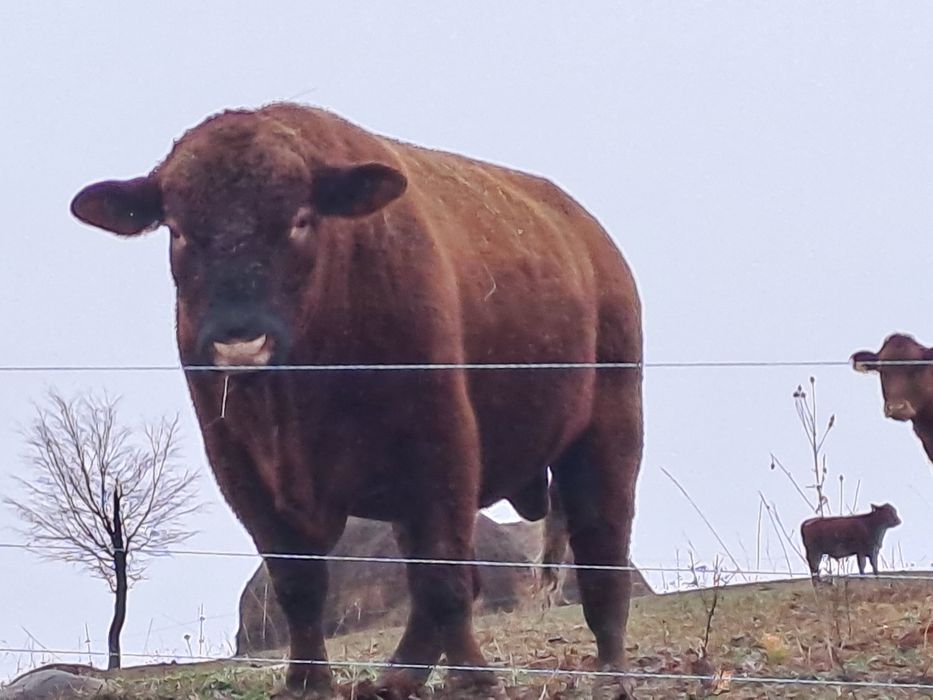 Vand taur angus de origine certificat