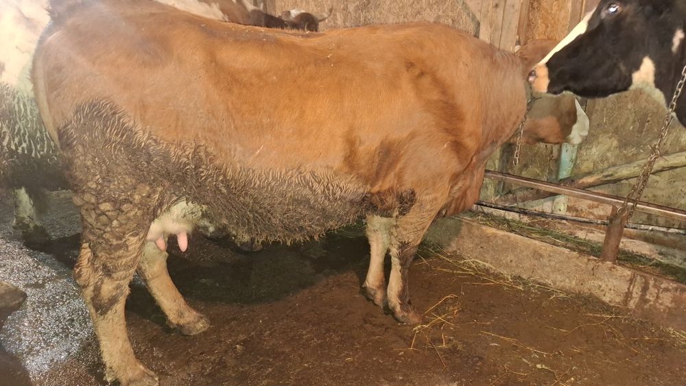 Vând vaca prima fatare