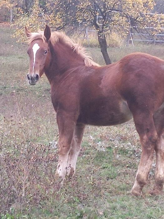 Mânză de vânzare, are 5 luni jumătate!