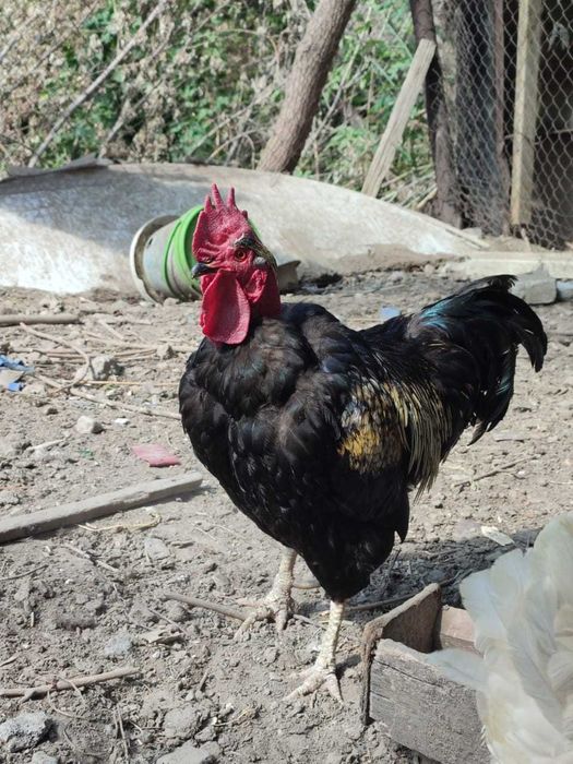 Петух голошейка 2.5-3 года