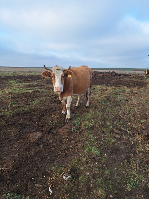 Vând vacă gestantă