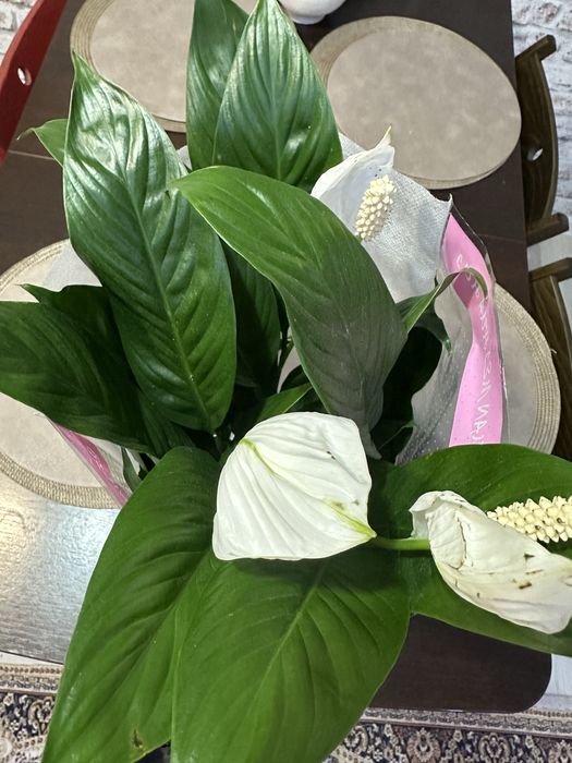 Продам спатифиллум