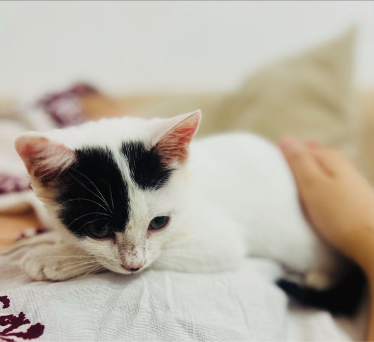 Дом для котенка(мальчик)