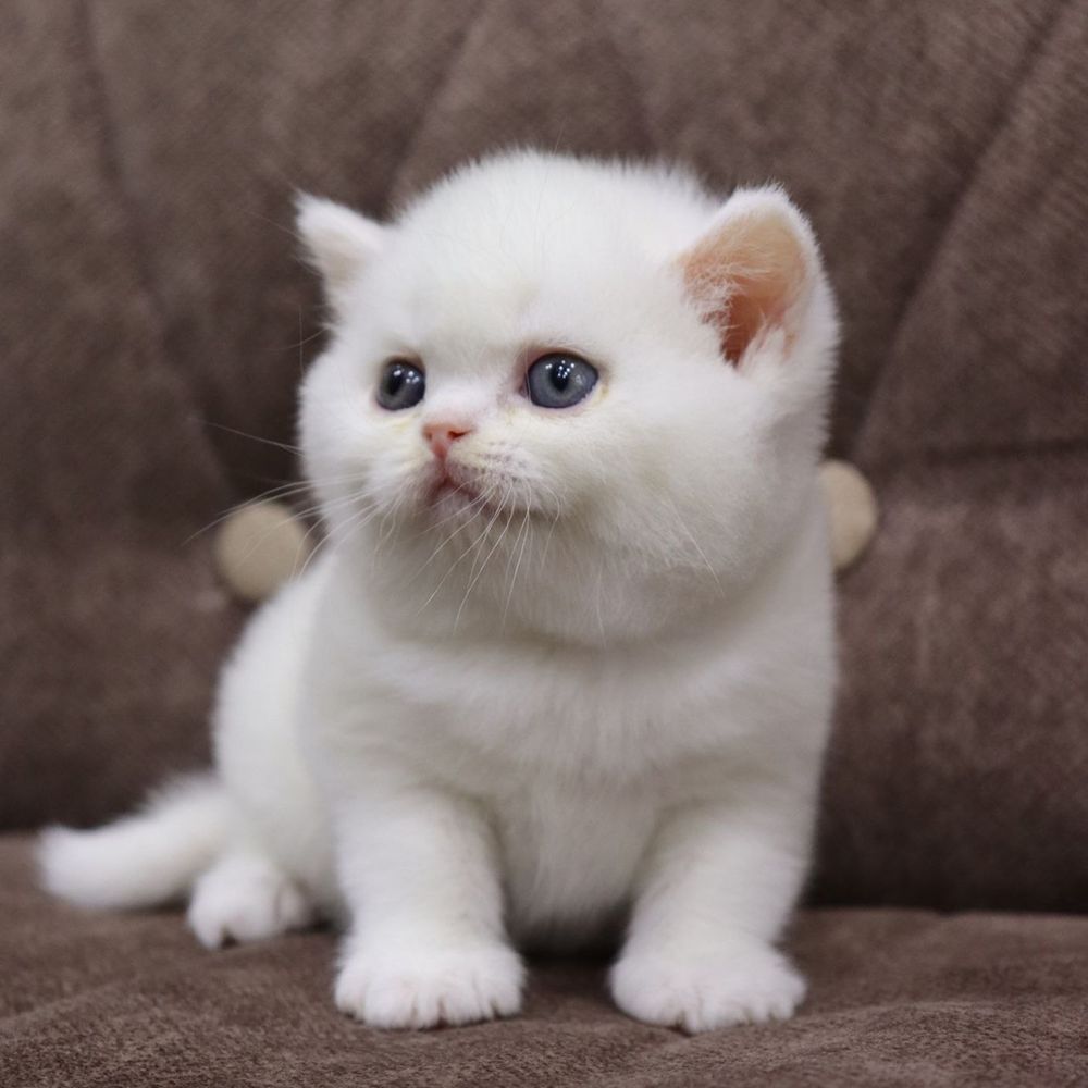 Британский  котенок