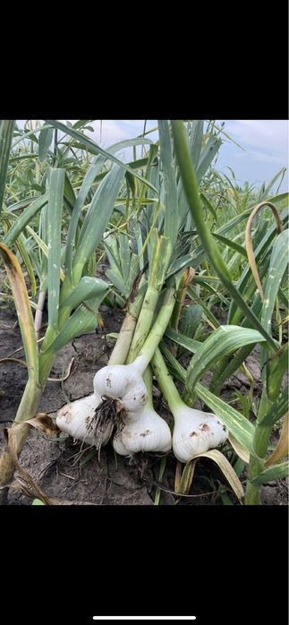 usturoi de samanata national R1 100% germinatie