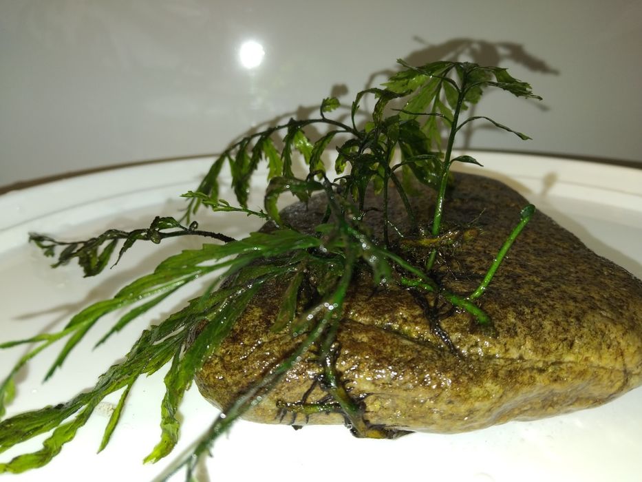 Аквариумни растения