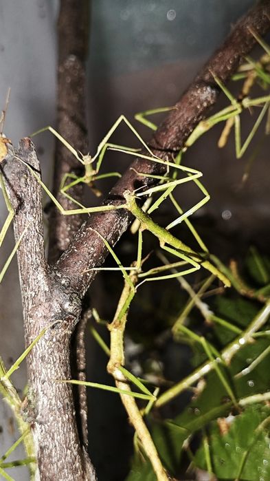 Анамски (виетнамски) пръчици