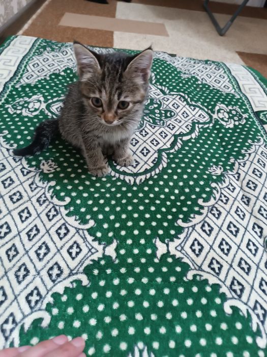 Котёнок в ответственные руки !