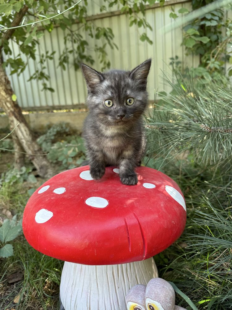 Котята-в добрые руки