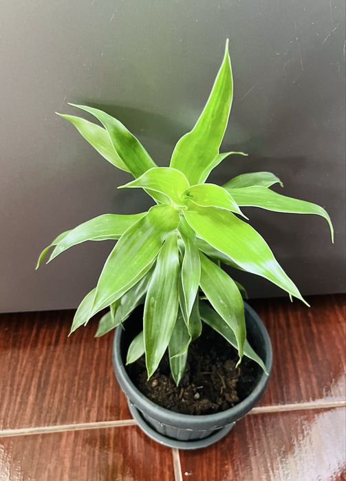 Продам комнатный цветок фикус