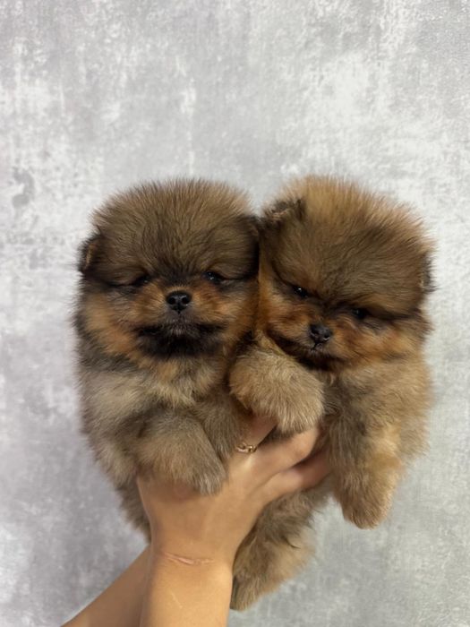 Щенки померанского шпица .Породные .С документами СКК