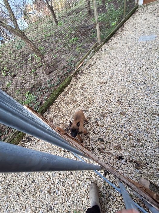 Белгийска Малиноа