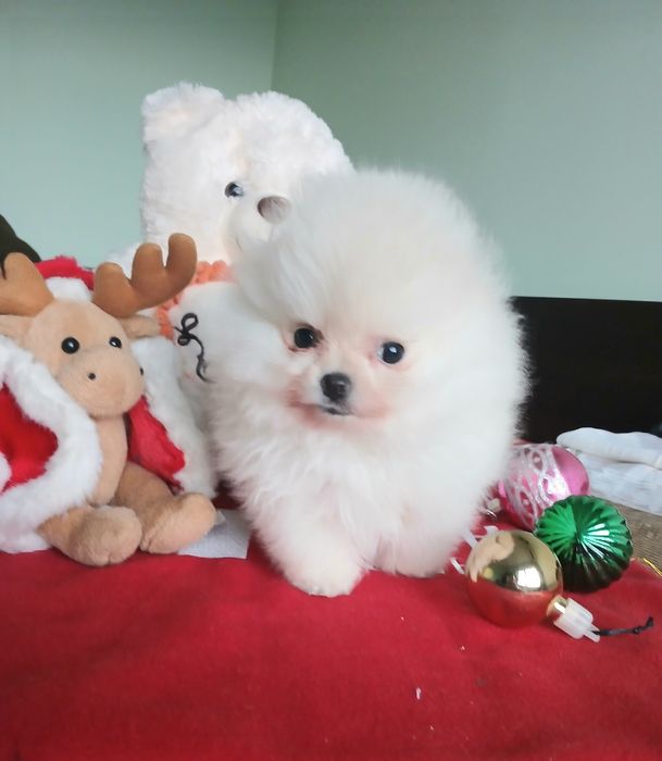 Померан-мини момиче