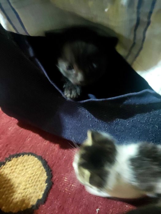 Отдам в добрые руки котят.