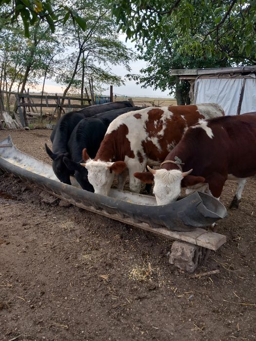 Vand 4 junice 20 lei kg