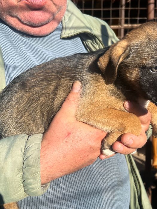 Dam spre adoptie 3 fetite de talie medie