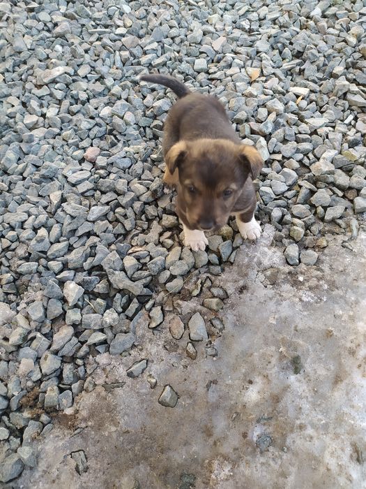 Отдам щенка девочку.