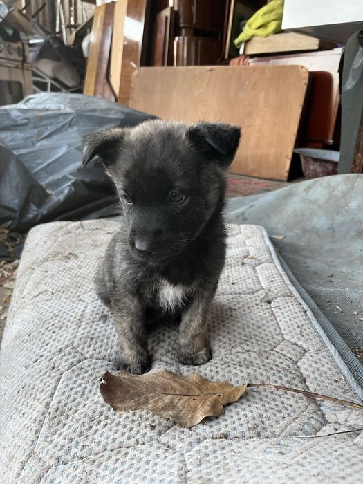Donez spre adoptie pui din husky. Somova, Tulcea.