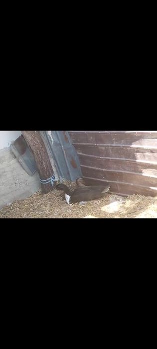 Pereche rata sălbatică