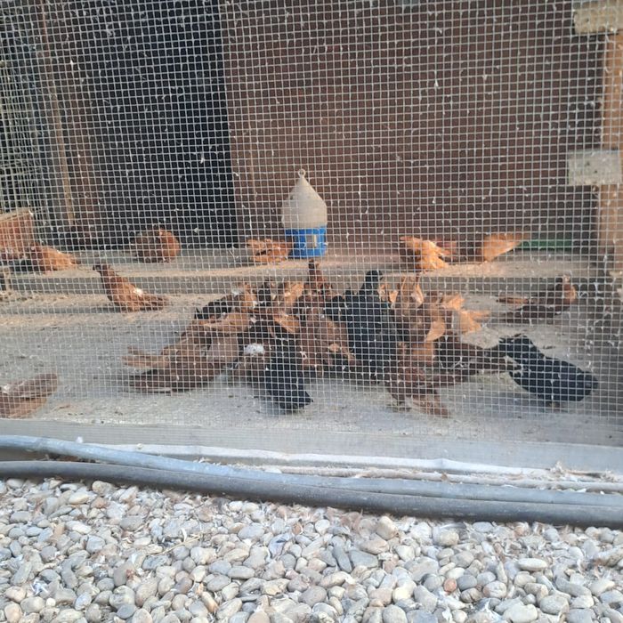 Porumbei jucători de călărași