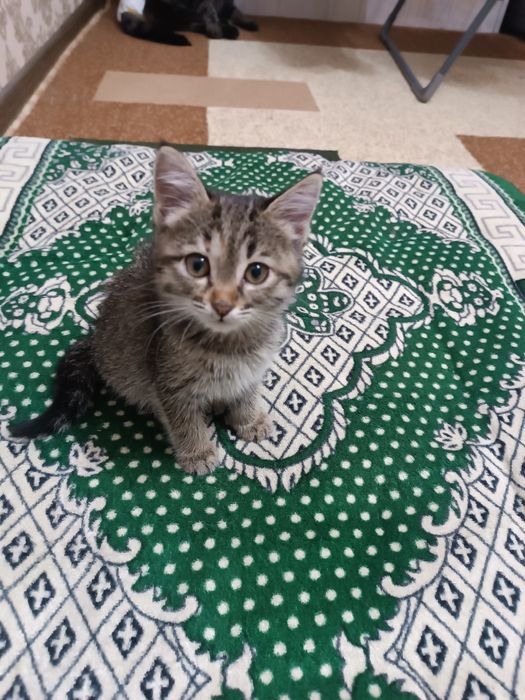 Котёнок в ответственные руки !