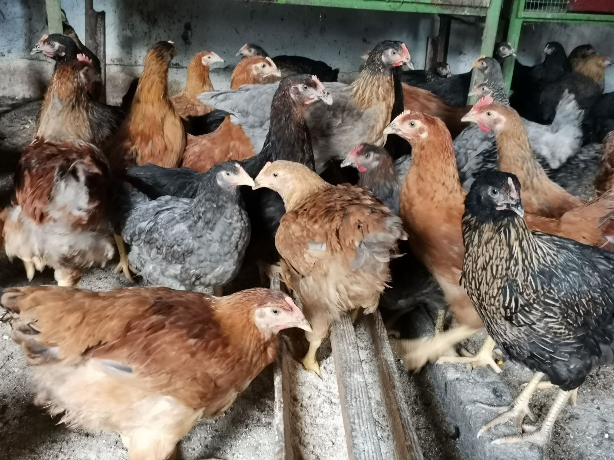 Домашни ярки кокошки за яйца и месо, селски шарени Носачки,петли