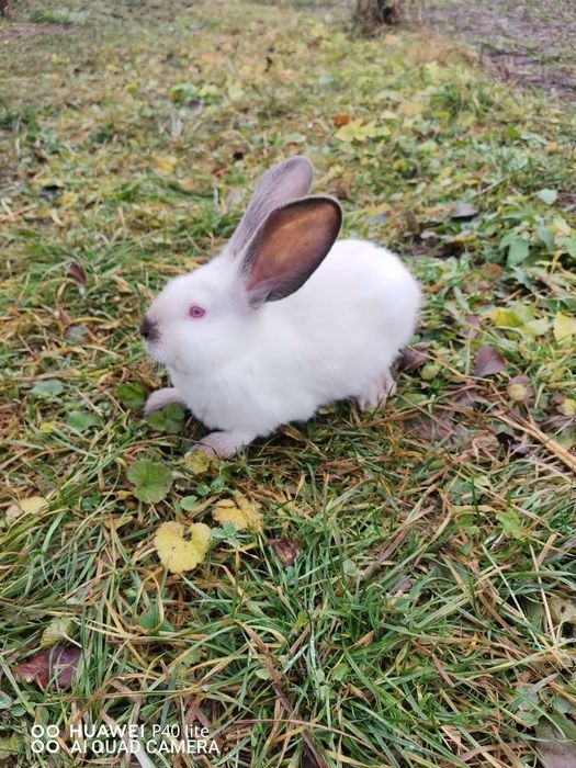 Iepurasi uriaș de Transilvania