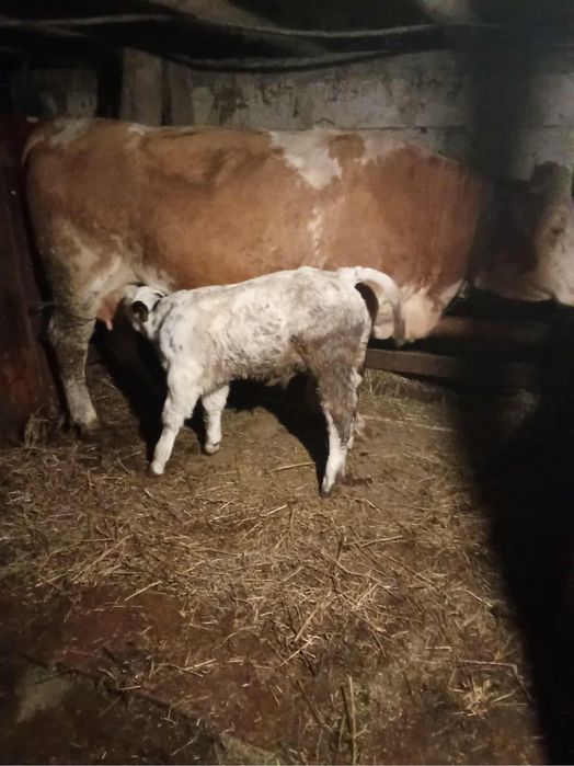 Vand vaca baltata cu vitel albastru