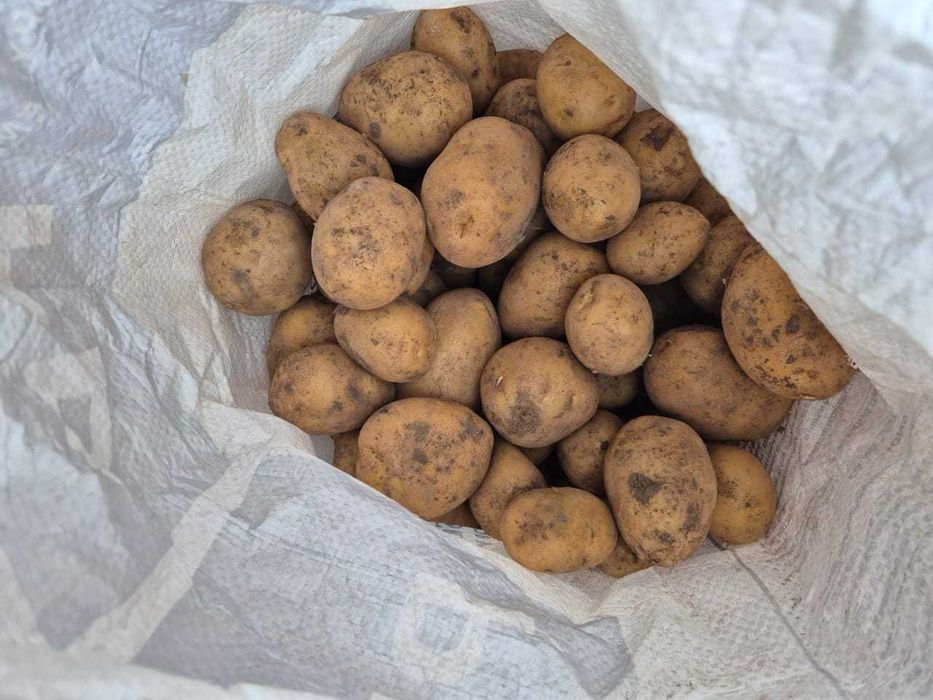 Свежая домашняя картошка — продажа с доставкой!