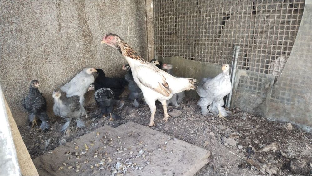 Jojalar sotiladi 60 mingdan Har xilidan