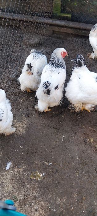 Vând 5 găini Brahma Herminat Deschis