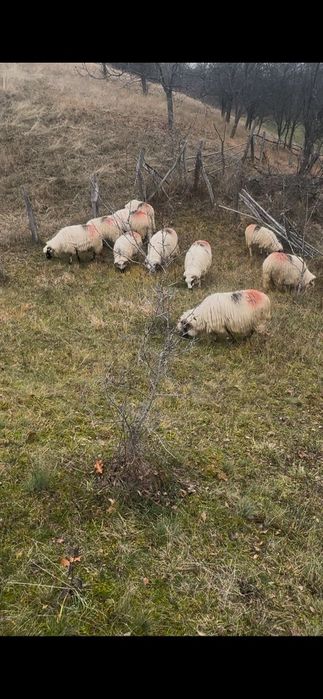 Oi țurcane de vanzare