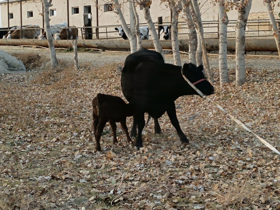 она бола ангус биринчи қорин