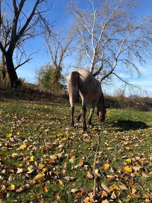 Vand 2 manze de 2 ani