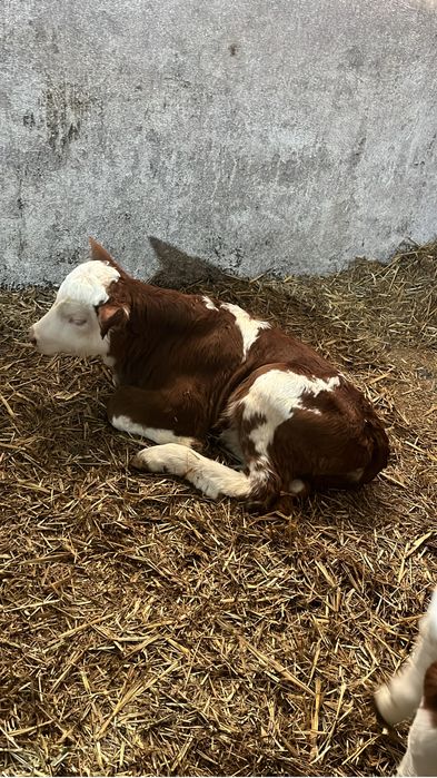 Vitei de vanzare 3-7 saptamani