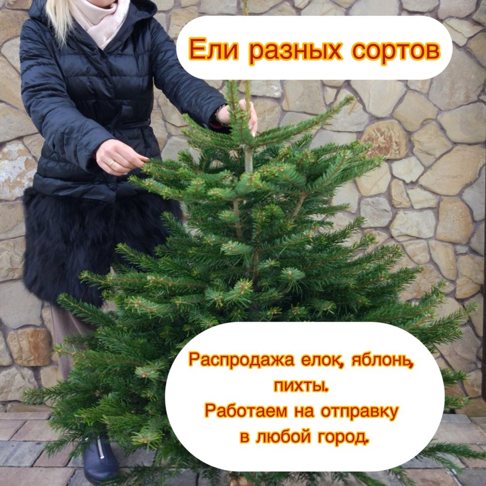 Ели разных сортов, яблони, груши, и т.д