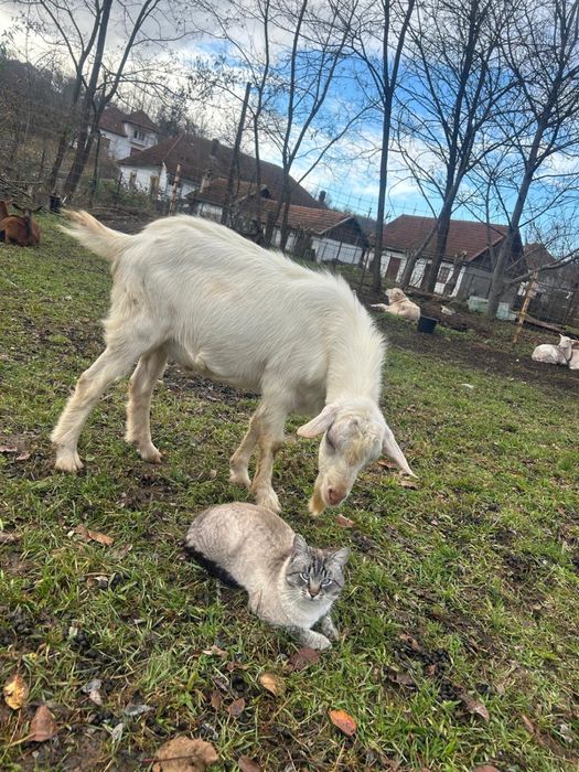 Berbec carabas si tapi alpin francez si metis sannen