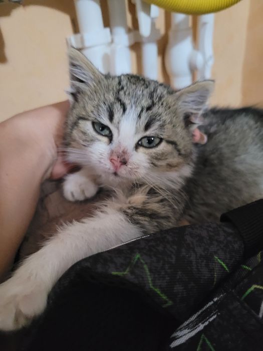 Ofer spre donație 3 băieți de pisica în vârstă de 4 luni