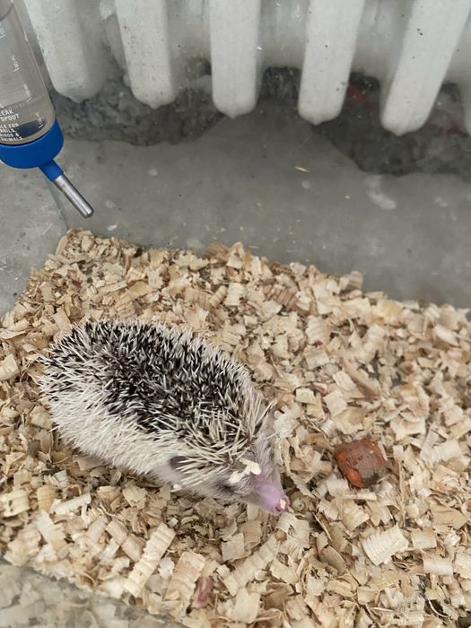 Vand arici african foarte prietenos