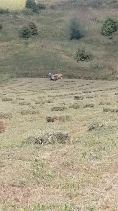 baloti , fîn 20. ron, , ghizdei 25  ron ofer transport