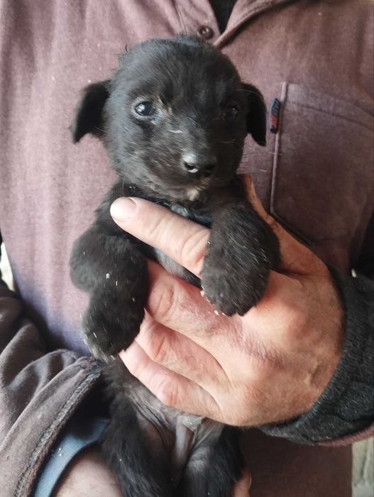 Отдам щенят бесплатно