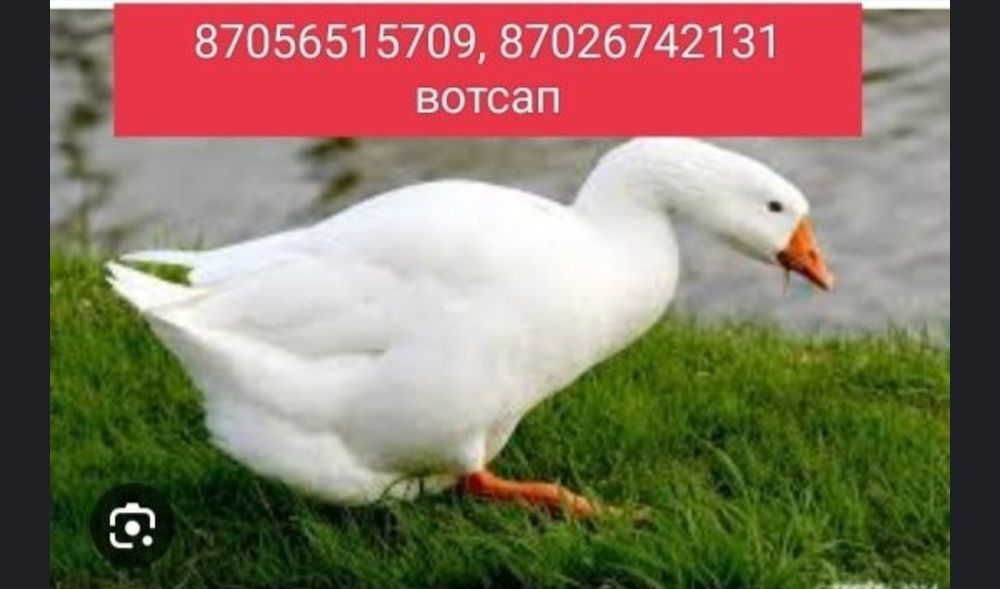 Пух пух пух пух.