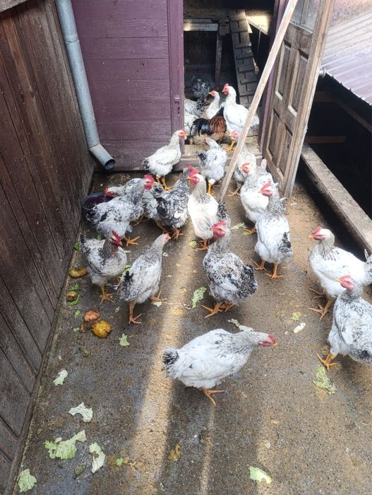 Cocosi de sacrificat