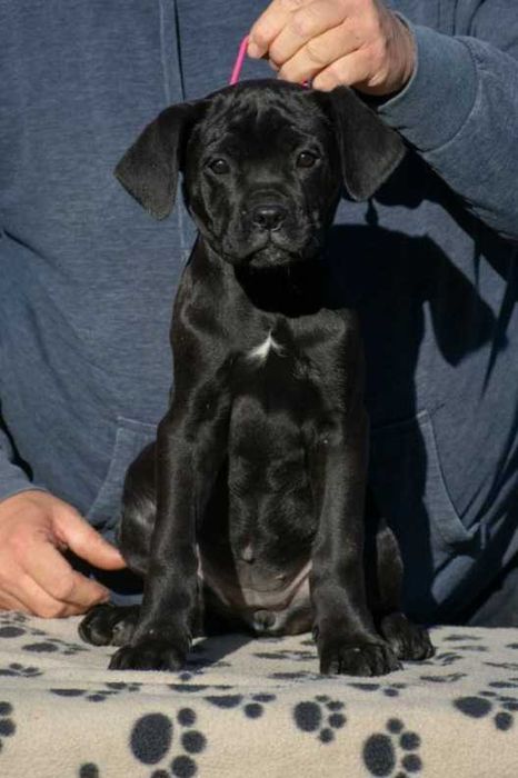 Cane corso femela 3 luni
