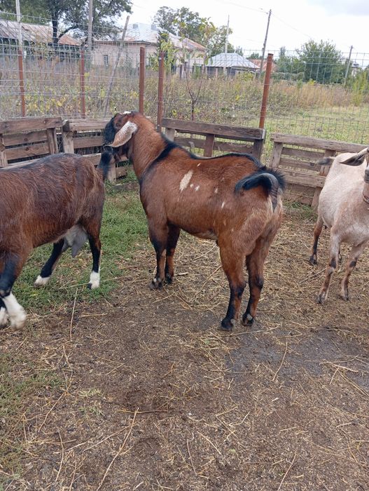 Țap anglonubian de vânzare